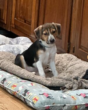 Tony Schiavone Instagram - A new pup has arrived in the Schiavone house. After a lengthy discussion, her name is SCOUT. #loveyourdogs
