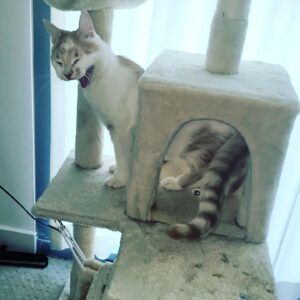 Tony Todd Instagram - #caturday #TheloniusMango