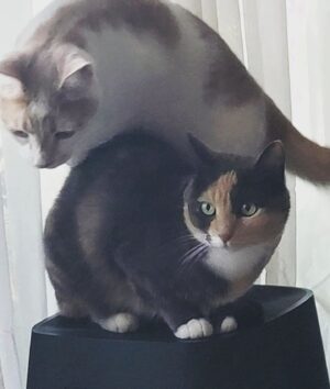 Tony Todd Instagram - #Caturday #CharlieParker #TheloniusMango