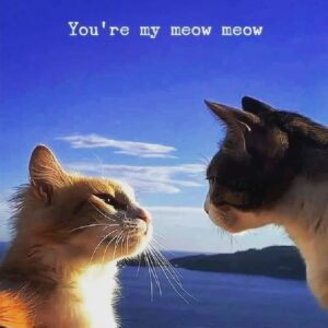 Tony Todd Instagram - Love the spirit of this. #catlovers