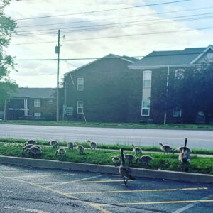 Tony Todd Instagram - These geese know how to walk strong! No weapons in sight! Progress! #TheNanaProject