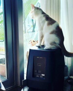 Tony Todd Instagram - #Caterham #TheloniusMango #CharlieParker keeping an eye on mischief