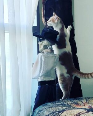 Tony Todd Instagram - #Caturday #TheloniusMango