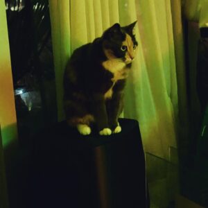 Tony Todd Instagram - #Caturday #CharlieParker #noir