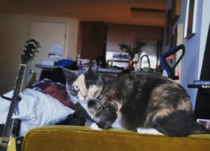Tony Todd Instagram - #Caturday #charlieparker