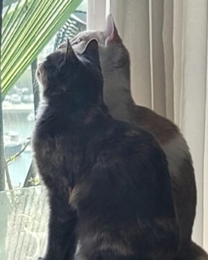 Tony Todd Instagram - #Caturday #charlieparker #TeloniousMango 
#birdwatching