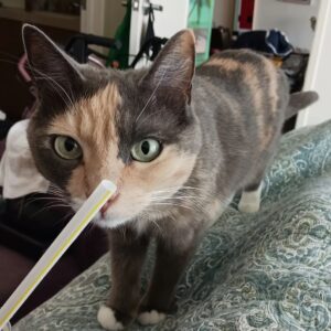 Tony Todd Instagram - #CharlieParker #Caturday
