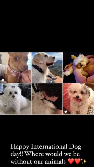 Tracey E. Bregman Instagram - Happy International Dog Day! Where would we be without our fur babies 🐕❤️ #internationaldogday #rescuedog #rescue #adopt #adoptdontshop #love #family #furbaby #dogsofinstagram #rescuesofinstagram