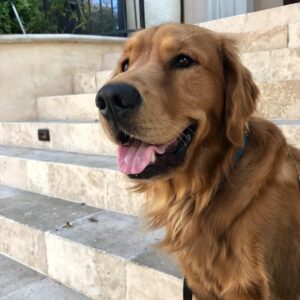 Travis Bryant Instagram - hi, this is boots (yes like the monkey from #doratheexplorer) and boots says hi. ❤️🐶 like me he enjoys playful walks, being fed, when you play with his hair (fur), and being called a good boy 📸: me, myself, and i (for dog photography bookings, email/DM me)