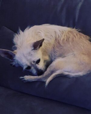 Trevor Duke-Moretz Instagram - Day 7 is really hitting Jaxon hard #quarantine