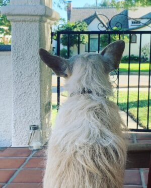 Trevor Duke-Moretz Instagram - Waiting for a friend.. 🐕 #Jaxon