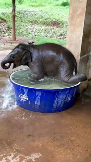 Trudie Styler Instagram - Bath time! 🐘💕 

Repost: @thepetcollective