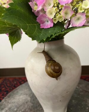 Tsurutaro Kataoka Instagram - ♦️紫陽花にカタツムリ🐌♦️
梅雨時季☂️そんな時でも雨を愛でながら紫陽花にカタツムリ🐌

#片岡鶴太郎#俳優#画家#ヨーギー#ヨガ#つるちゃん#オシャレ#古着#太田プロ#芸人#ぴよこちゃん#おでん芸#ものまね#ボクシング#ちょっちゅね#pm11時起き#カタツムリ