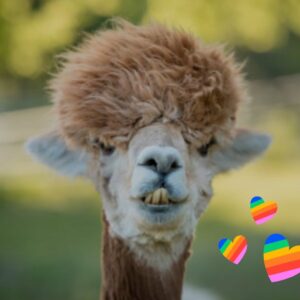 Tuc Watkins Instagram - We cannot confirm that these llamas are gay, but they seem awfully proud of themselves. So probably. 🏳️‍🌈PRIDE/2024🏳️‍🌈
