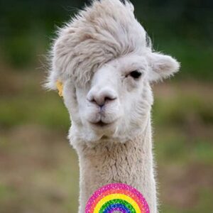 Tuc Watkins Instagram - We cannot confirm that these llamas are gay, but they seem awfully proud of themselves. So probably. 🏳️‍🌈PRIDE/2024🏳️‍🌈