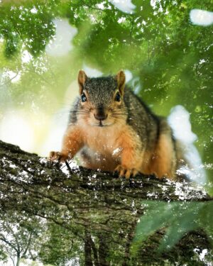 University of Michigan Instagram - The biggest campus celebrity 🐿️