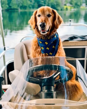 University of Michigan Instagram - All paws on deck 🐾 #GoBlue