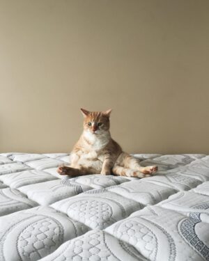 Vivian Vanderpuss Instagram - After 15 years it feels so surreal to say goodbye to my best friend, Apple. She was at my side through, well everything really. All throughout college she always greeted me when I came home. She sat under the seat on the flight from Ontario to BC when I moved out here. Apartments, roommates, boys, friends all came and went but Apple was always there. It didn’t matter if I was being a mess or living my best life, Apple always looked at me with those same judgey eyes and I loved her for that. I’m going to miss my gardening partner so much but I’ll always remember her looking up at the sun and basking in its rays.