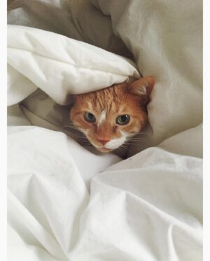 Vivian Vanderpuss Instagram - After 15 years it feels so surreal to say goodbye to my best friend, Apple. She was at my side through, well everything really. All throughout college she always greeted me when I came home. She sat under the seat on the flight from Ontario to BC when I moved out here. Apartments, roommates, boys, friends all came and went but Apple was always there. It didn’t matter if I was being a mess or living my best life, Apple always looked at me with those same judgey eyes and I loved her for that. I’m going to miss my gardening partner so much but I’ll always remember her looking up at the sun and basking in its rays.