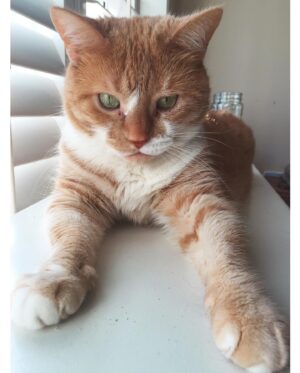 Vivian Vanderpuss Instagram - After 15 years it feels so surreal to say goodbye to my best friend, Apple. She was at my side through, well everything really. All throughout college she always greeted me when I came home. She sat under the seat on the flight from Ontario to BC when I moved out here. Apartments, roommates, boys, friends all came and went but Apple was always there. It didn’t matter if I was being a mess or living my best life, Apple always looked at me with those same judgey eyes and I loved her for that. I’m going to miss my gardening partner so much but I’ll always remember her looking up at the sun and basking in its rays.