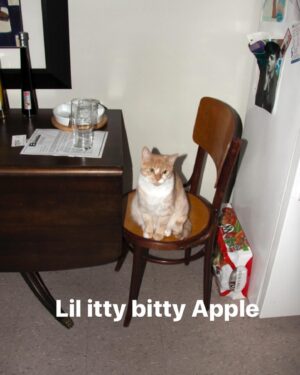 Vivian Vanderpuss Instagram - After 15 years it feels so surreal to say goodbye to my best friend, Apple. She was at my side through, well everything really. All throughout college she always greeted me when I came home. She sat under the seat on the flight from Ontario to BC when I moved out here. Apartments, roommates, boys, friends all came and went but Apple was always there. It didn’t matter if I was being a mess or living my best life, Apple always looked at me with those same judgey eyes and I loved her for that. I’m going to miss my gardening partner so much but I’ll always remember her looking up at the sun and basking in its rays.