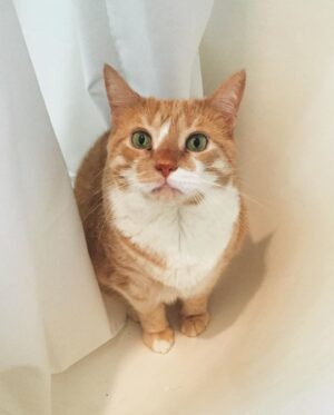 Vivian Vanderpuss Instagram - After 15 years it feels so surreal to say goodbye to my best friend, Apple. She was at my side through, well everything really. All throughout college she always greeted me when I came home. She sat under the seat on the flight from Ontario to BC when I moved out here. Apartments, roommates, boys, friends all came and went but Apple was always there. It didn’t matter if I was being a mess or living my best life, Apple always looked at me with those same judgey eyes and I loved her for that. I’m going to miss my gardening partner so much but I’ll always remember her looking up at the sun and basking in its rays.