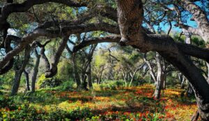 Wally Pfister Instagram - The enchanted forest of edible flora