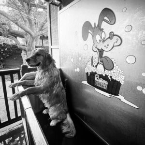 Wally Pfister Instagram - Dog wash