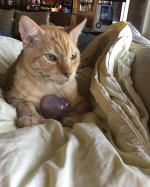 Wendi McLendon-Covey Instagram - Missing our sweet Crash today and every day. 😥❤️ He crossed the rainbow bridge last November.