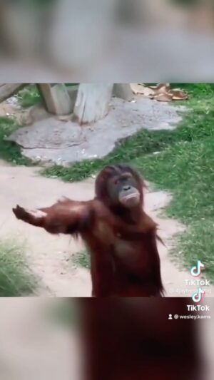 Wesley Kams Instagram - Il exige la 😂 #reels #reelsvideo #monkey #humour