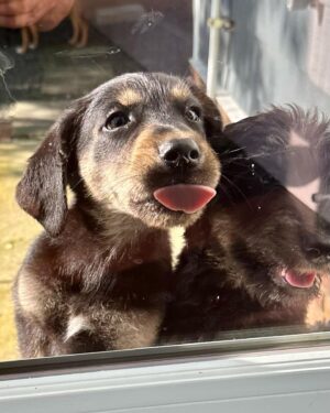 Whit Johnson Instagram - New set of foster puppies 🐶!! I think these guys will be adopted in record time. #rescuedogsofinstagram #adoptdontshop @snarr_northeast_rescue 

*UPDATE: Both puppies adopted together!
