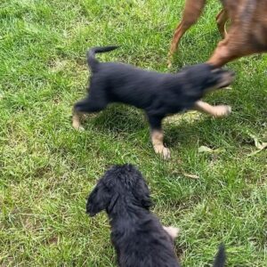 Whit Johnson Instagram - New set of foster puppies 🐶!! I think these guys will be adopted in record time. #rescuedogsofinstagram #adoptdontshop @snarr_northeast_rescue 

*UPDATE: Both puppies adopted together!