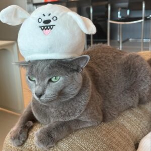 Woo Won-jae Instagram - 대충 고양이 자랑하는척 근황 공개
