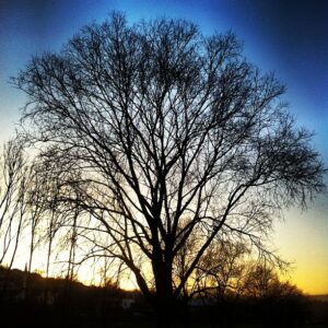 Yetkin Dikinciler Instagram - #winter #sunset #tree #urban