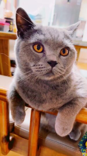 Yoon Mi-rae Instagram - my baby Louie (루이) 😻😻😻