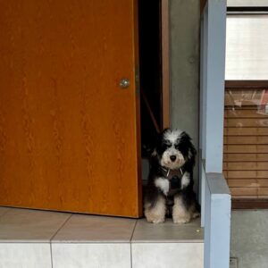 Yukihiro Takahashi Instagram - 病院帰りのお出迎え！
パスキャル。ただいまぁ。
#pascal
#I'mhome
#ただいま #おかえりなさい