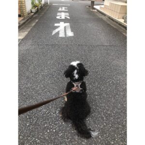 Yukihiro Takahashi Instagram - 同居での散歩？今日1度アップしたphotoが、全部消えました。だからもう1度です。止まれはキッチリ止まります。本当に止まると動かなかったみたい。。