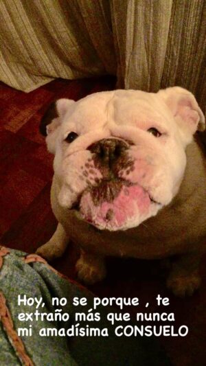 Adriana Salgueiro Instagram - SIN PALABRAS ♥️♥️♥️♥️♥️ #dog #love #life #bulldog #mibbde4patas @arellano_alejandro_
