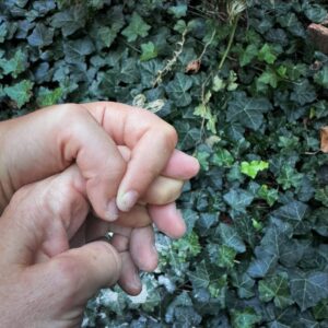 Amanda Palmer Instagram - Ashes to ashes. 

My hand, my child’s hand, and Lee’s ashes, which we just scattered into Lee’s garden…together, with our family, our whānau. 

Tomorrow is the child’s 9th birthday, and we spent today letting go of the dead. And playing baseball. And going to the science museum. And feeling alive. 

Dust to dust. 

Everything changes.