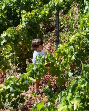 Ana Sofia Cardoso Instagram - Douro, és um charme!!
#douro #douroriver #douroriver #quintanova #lovetravel #travelling #instatraveling #beautiful #beautifuldestinations #travel