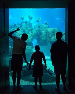Ana Sofia Martins Instagram - Manhã bem passada com os meus queridos primos no @oceanariodelisboa 🪼🐧🐟🐠🐡🦈🦑🐚🪸🪼❤️