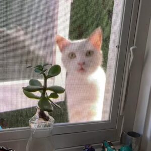 Angela Kinsey Instagram - Adorable kitten up for adoption! Meet Sprinkles! Two days before our family vacation, this sweet little kitten showed up at my kitchen window! I asked around our neighborhood and found out she had been abandoned by a family who had moved away. I knew I was about to be gone for a month and half with family travel and filming a movie and I was worried what would happen to this kitten if it was left roaming the streets. So I called the one person who I knew would know what to do... my bff! Jenna has years of cat fostering experience and she immediately put me in touch with the folks at Kitten Rescue. That day we were able to place this adorable kitten who I named Sprinkles (I had to!) into foster care with Ella (huge thanks to Ella for coming right over to my house to help). Ella got Sprinkles over to Kelli who got Sprinkles ready for adoption. Sprinkles is the sweetest snuggliest loveable gal and is looking for a home. She is approx 1 year old, spayed, and up-to-date on all her shots. I am so happy to see her doing so well! A big thanks to Janice and everyone at Kitten Rescue. I’ll put a link in my stories so you can find out more about adopting Sprinkles! And Jenna, I think this means we finally had a successful Mom Detective case solved! ❤️😽 @kittenrescuela @msjennafischer