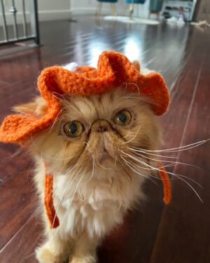 Anna Akana Instagram - Congress crossed the rainbow bridge today. My heart is broken. I loved this muppet like nothing else on this planet. He was truly a force to be reckoned with & he joins his brother & sisters in the clouds to chase the birds 
🤍
Goodbye my love 
My heart is a cardboard box 
Almost too small for you to fit in
Spin and sit and sleep 
And dream good dreams
Of me
