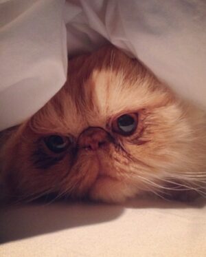 Anna Akana Instagram - Congress crossed the rainbow bridge today. My heart is broken. I loved this muppet like nothing else on this planet. He was truly a force to be reckoned with & he joins his brother & sisters in the clouds to chase the birds 
🤍
Goodbye my love 
My heart is a cardboard box 
Almost too small for you to fit in
Spin and sit and sleep 
And dream good dreams
Of me