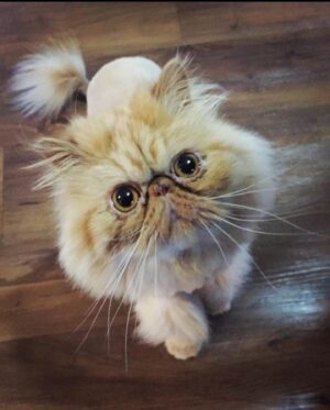 Anna Akana Instagram - Congress crossed the rainbow bridge today. My heart is broken. I loved this muppet like nothing else on this planet. He was truly a force to be reckoned with & he joins his brother & sisters in the clouds to chase the birds 
🤍
Goodbye my love 
My heart is a cardboard box 
Almost too small for you to fit in
Spin and sit and sleep 
And dream good dreams
Of me