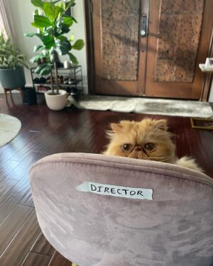Anna Akana Instagram - Congress crossed the rainbow bridge today. My heart is broken. I loved this muppet like nothing else on this planet. He was truly a force to be reckoned with & he joins his brother & sisters in the clouds to chase the birds 
🤍
Goodbye my love 
My heart is a cardboard box 
Almost too small for you to fit in
Spin and sit and sleep 
And dream good dreams
Of me