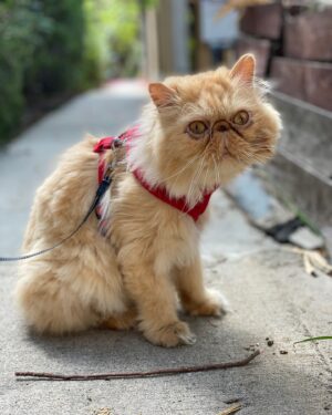 Anna Akana Instagram - Congress crossed the rainbow bridge today. My heart is broken. I loved this muppet like nothing else on this planet. He was truly a force to be reckoned with & he joins his brother & sisters in the clouds to chase the birds 
🤍
Goodbye my love 
My heart is a cardboard box 
Almost too small for you to fit in
Spin and sit and sleep 
And dream good dreams
Of me