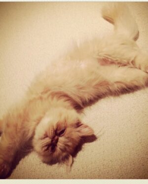 Anna Akana Instagram - Congress crossed the rainbow bridge today. My heart is broken. I loved this muppet like nothing else on this planet. He was truly a force to be reckoned with & he joins his brother & sisters in the clouds to chase the birds 
🤍
Goodbye my love 
My heart is a cardboard box 
Almost too small for you to fit in
Spin and sit and sleep 
And dream good dreams
Of me
