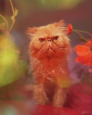 Anna Akana Instagram - Congress crossed the rainbow bridge today. My heart is broken. I loved this muppet like nothing else on this planet. He was truly a force to be reckoned with & he joins his brother & sisters in the clouds to chase the birds 
🤍
Goodbye my love 
My heart is a cardboard box 
Almost too small for you to fit in
Spin and sit and sleep 
And dream good dreams
Of me