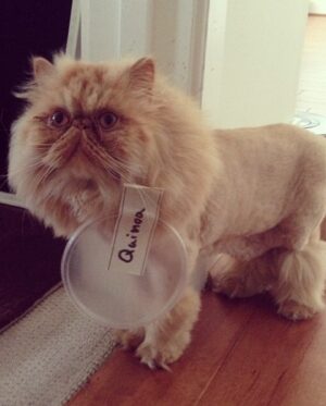 Anna Akana Instagram - Congress crossed the rainbow bridge today. My heart is broken. I loved this muppet like nothing else on this planet. He was truly a force to be reckoned with & he joins his brother & sisters in the clouds to chase the birds 
🤍
Goodbye my love 
My heart is a cardboard box 
Almost too small for you to fit in
Spin and sit and sleep 
And dream good dreams
Of me